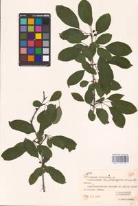 Жестер слабительный, Крушина слабительная L., Восточная Европа, Белоруссия (E3a) (Белоруссия)