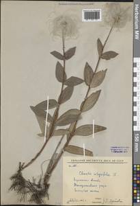 Ломонос цельнолистный L., Восточная Европа, Центральный лесостепной район (E6) (Россия)