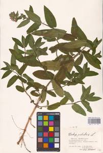 MHA 0 154 881, Чистец болотный L., Восточная Европа, Северо-Западный район (E2) (Россия)