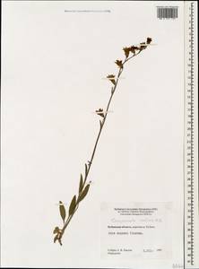 Колокольчик холмовой Sims, Кавказ, Ставропольский край, Карачаево-Черкесия, Кабардино-Балкария (K1b) (Россия)