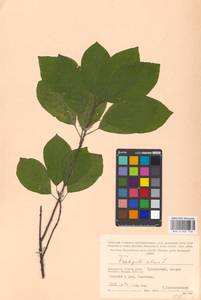 Крушина ломкая, Крушина ольховидная Mill., Восточная Европа, Московская область и Москва (E4a) (Россия)