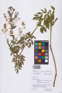 Thalictrum flavum × simplex, Восточная Европа, Северо-Западный район (E2) (Россия)