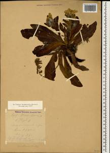 Гуния красивая (Willd. ex Roem. & Schult.) Greuter & Burdet, Кавказ, Азербайджан (K6) (Азербайджан)