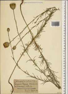Каллицефалюс блестящий (M. Bieb. ex Willd.) C. A. Mey., Кавказ, Азербайджан (K6) (Азербайджан)
