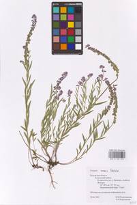 Истод хохлатый Schkuhr, Восточная Европа, Центральный район (E4) (Россия)