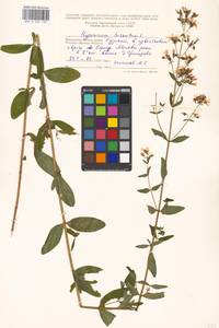 Зверобой волосистый, Зверобой жестковолосый L., Восточная Европа, Московская область и Москва (E4a) (Россия)