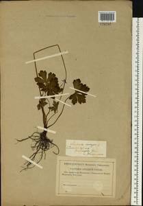 Подлесник европейский L., Восточная Европа, Западный район (E3) (Россия)