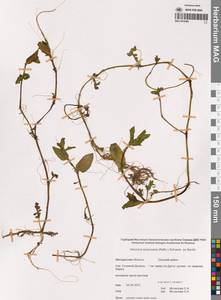 Вероника американская (Raf.) Schwein. ex Benth., Сибирь, Чукотка и Камчатка (S7) (Россия)