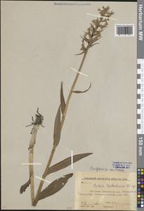 Пальчатокоренник Дюрвиля (Steud.) H.Baumann & Künkele, Кавказ, Краснодарский край и Адыгея (K1a) (Россия)