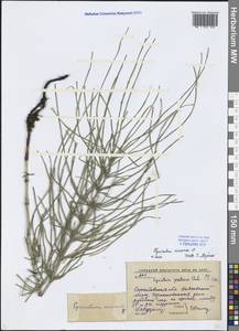 Хвощ полевой L., Восточная Европа, Нижневолжский район (E9) (Россия)