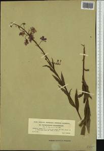 Chamaenerion angustifolium subsp. angustifolium, Западная Европа (EUR) (Чехия)