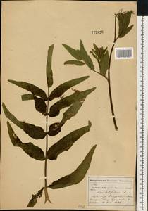 Поручейник широколистный L., Восточная Европа, Московская область и Москва (E4a) (Россия)