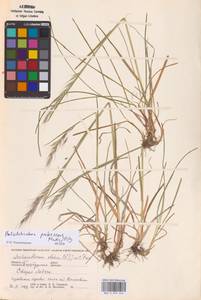 Avenula pubescens (Huds.) Dumort., Восточная Европа, Северо-Западный район (E2) (Россия)
