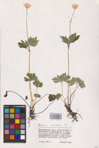 Ветреница лесная L., Восточная Европа, Нижневолжский район (E9) (Россия)