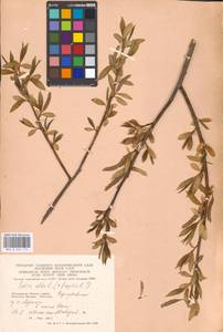 Salix alba × fragilis, Восточная Европа, Московская область и Москва (E4a) (Россия)