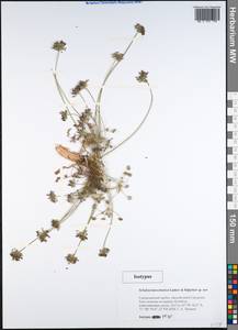 Schulzia albiflora var. tianschanica (Lazkov & Kljuykov) Pimenov, Средняя Азия и Казахстан, Западный Тянь-Шань и Каратау (M3) (Киргизия)