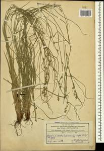 Осока расставленная, Осока раздвинутая L., Кавказ, Азербайджан (K6) (Азербайджан)