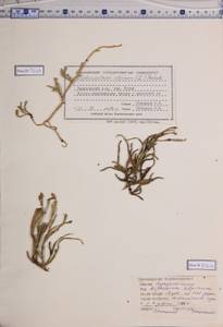 Дифазиаструм альпийский (L.) Holub, Сибирь, Алтай и Саяны (S2) (Россия)