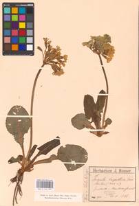 Первоцвет высокий, Западная Европа (EUR) (Румыния)