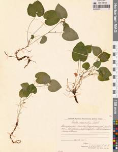 Фиалка Морица Tepl., Сибирь, Чукотка и Камчатка (S7) (Россия)