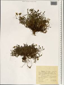 Asteraceae, Африка (AFR) (Эфиопия)