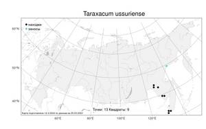 Taraxacum ussuriense, Одуванчик уссурийский Kom., Атлас флоры России (FLORUS) (Россия)