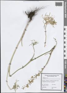 Живокость, Зарубежная Азия (ASIA) (Иран)