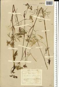 Остерикум тонколистный (Pall. ex Spreng.) Y.C.Chu, Сибирь, Прибайкалье и Забайкалье (S4) (Россия)