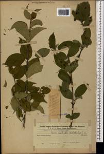 Свидина южная (C.A.Mey.) Jáv., Кавказ, Азербайджан (K6) (Азербайджан)