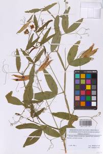 Чина лесная L., Восточная Европа, Московская область и Москва (E4a) (Россия)