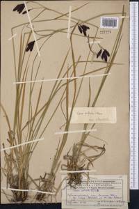 Carex aterrima subsp. aterrima, Средняя Азия и Казахстан, Джунгарский Алатау и Тарбагатай (M5) (Казахстан)