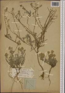 Odontarrhena serpyllifolia (Desf.) Jord. & Fourr., Западная Европа (EUR) (Испания)