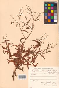 Кенигия аянская (Regel & Tiling) J.H.Xue, Chepinoga & K.P.Ma, Сибирь, Чукотка и Камчатка (S7) (Россия)