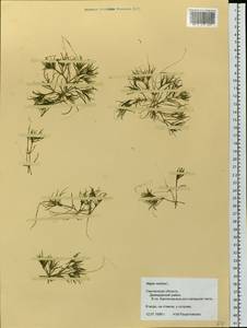 Наяда морская L., Восточная Европа, Западный район (E3) (Россия)