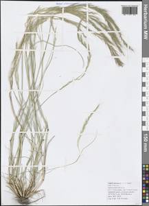 Festuca myuros L., Кавказ, Черноморское побережье (от Новороссийска до Адлера) (K3) (Россия)