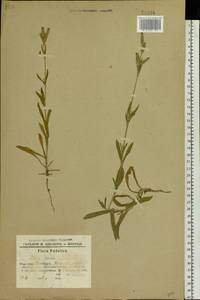 Silene conica subsp. conica, Восточная Европа, Южно-Украинский район (E12) (Украина)