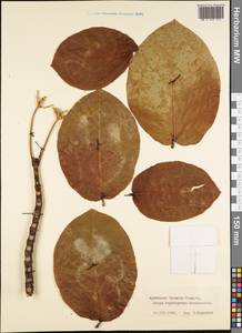 Magnoliopsida, Австралия и Океания (AUSTR) (Французская Полинезия)