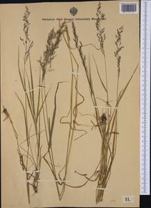 Agrostis agrostiflora (Beck) Janch. & H.Neumayer, Западная Европа (EUR) (Германия)