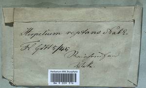 Lophocolea heterophylla (Schrad.) Dumort., Гербарий мохообразных, Мхи (без точных пунктов) (B0)