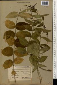 Ластовень лазящий Sommier & Levier, Кавказ, Азербайджан (K6) (Азербайджан)