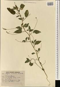 Digera muricata subsp. muricata, Зарубежная Азия (ASIA) (Индия)