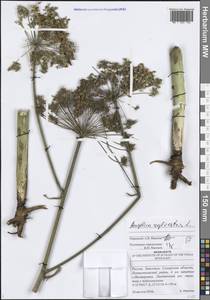 Дудник лесной L., Восточная Европа, Средневолжский район (E8) (Россия)