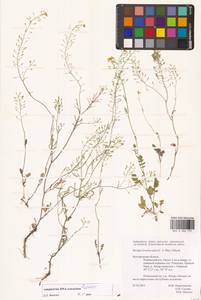 Жерушник короткоплодный (C.A.Mey.) Hayek, Восточная Европа, Центральный лесостепной район (E6) (Россия)