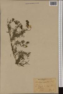 Лютик волосолистный, Шелковник волосолистный Chaix, Западная Европа (EUR) (Германия)