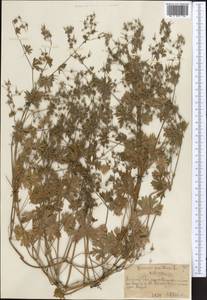 Герань маленькая, Герань мелкая L., Средняя Азия и Казахстан, Северный и Центральный Тянь-Шань (M4) (Казахстан)