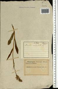 Пальчатокоренник пятнистый (L.) Soó, Восточная Европа, Северный район (E1) (Россия)