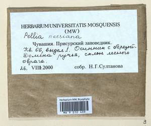 Pellia neesiana (Gottsche) Limpr., Гербарий мохообразных, Мхи - Среднее Поволжье (B9) (Россия)