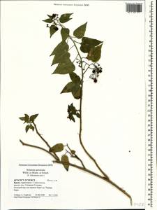 Паслен сладко-горький L., Крым (KRYM) (Россия)