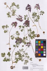 Хохлатка плотная (L.) Clairv., Восточная Европа, Центральный лесостепной район (E6) (Россия)