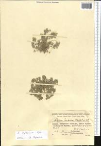 Odontarrhena inflata (Nyár.) D. A. German, Средняя Азия и Казахстан, Копетдаг, Бадхыз, Малый и Большой Балхан (M1) (Туркмения)